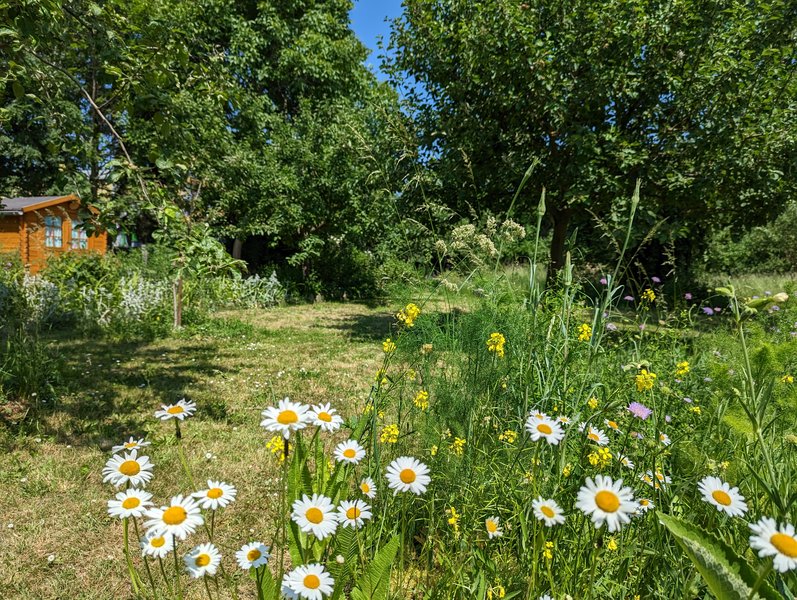 Wiese mit Gänseblümchen im Vordergrund, im Hintergrund Bäume