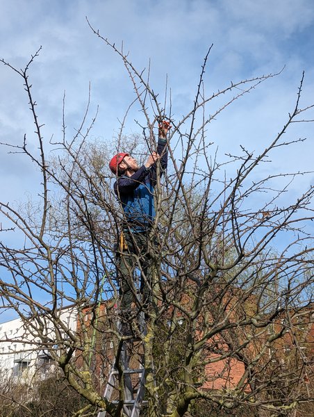 Ein Mensch steht in einem Baum und beschneidet den Baum.